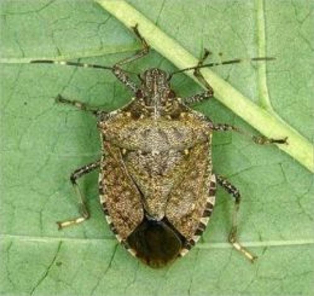 Big bigCover of A Crash Course on How to Get Rid of Stink Bugs