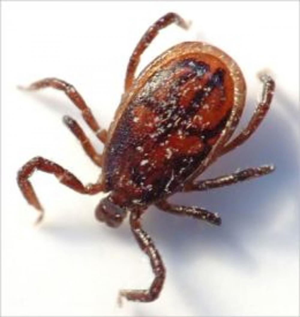 Big bigCover of A Crash Course on How to Get Rid of Ticks