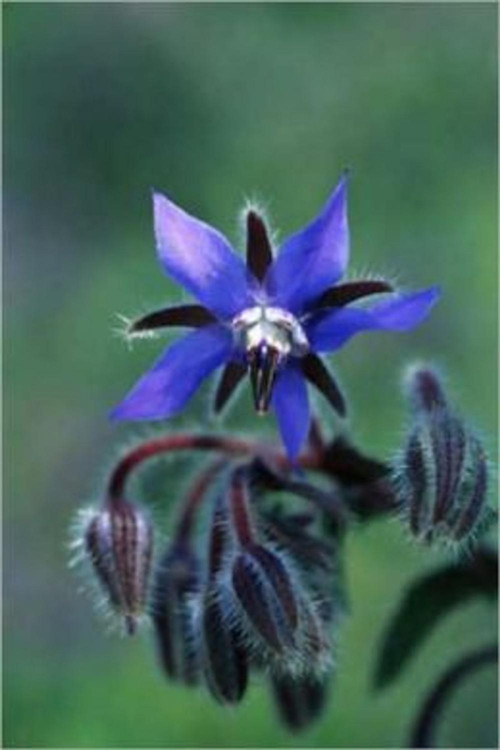 Big bigCover of A Crash Course on How to Grow Borage