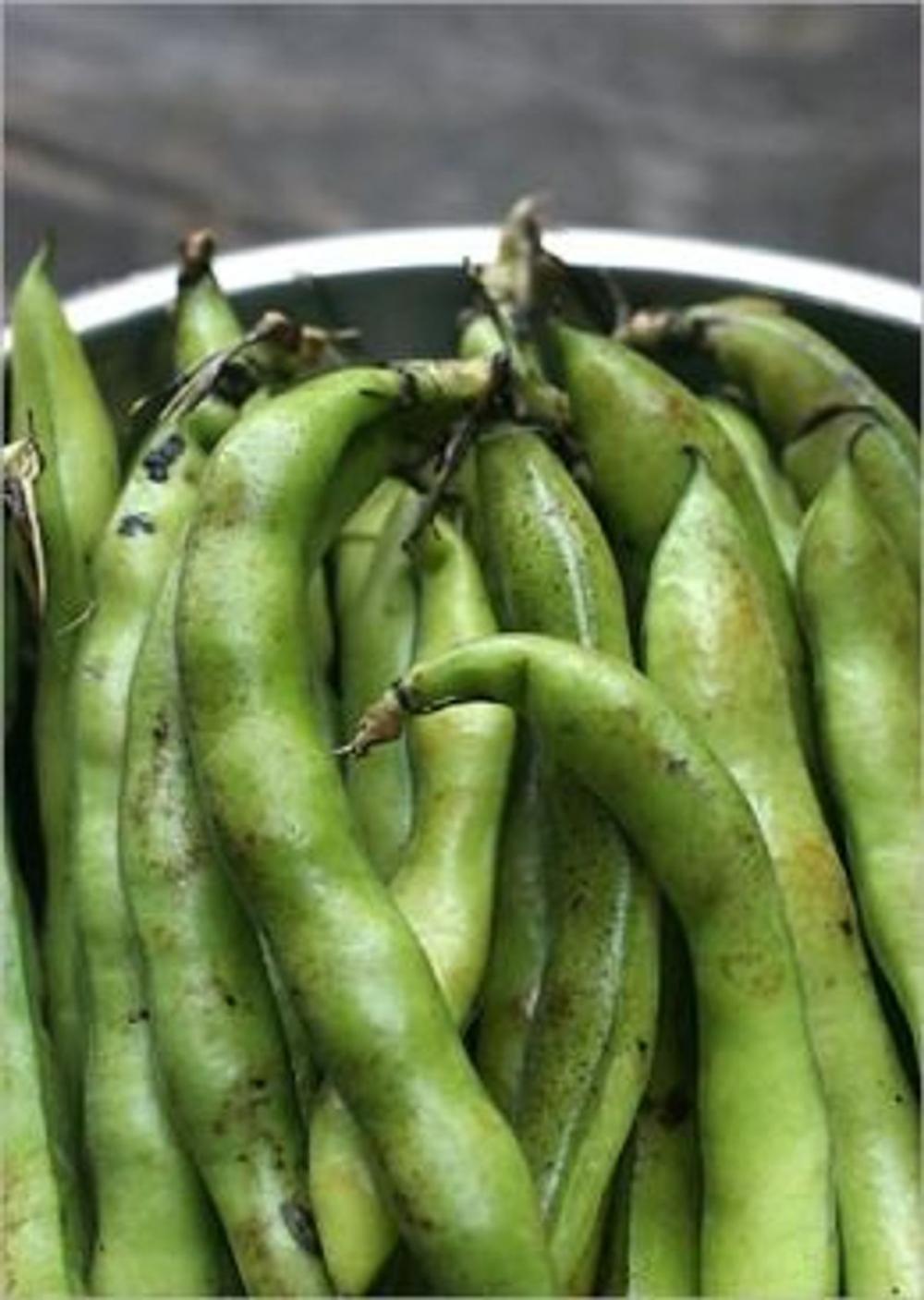 Big bigCover of A Crash Course on How to Grow Broad Beans