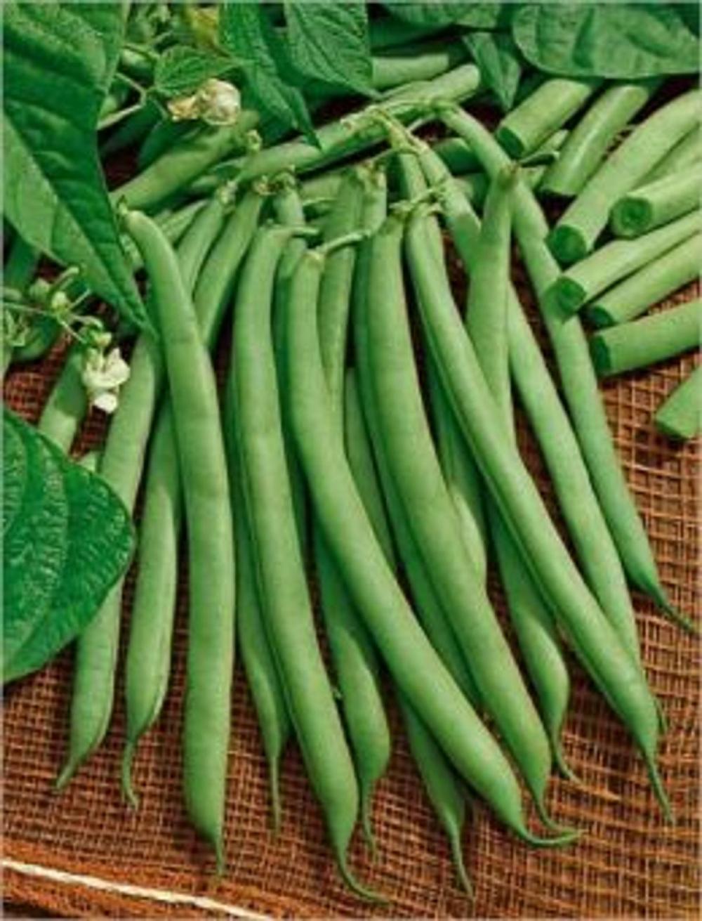 Big bigCover of A Crash Course on How to Grow Bush Beans