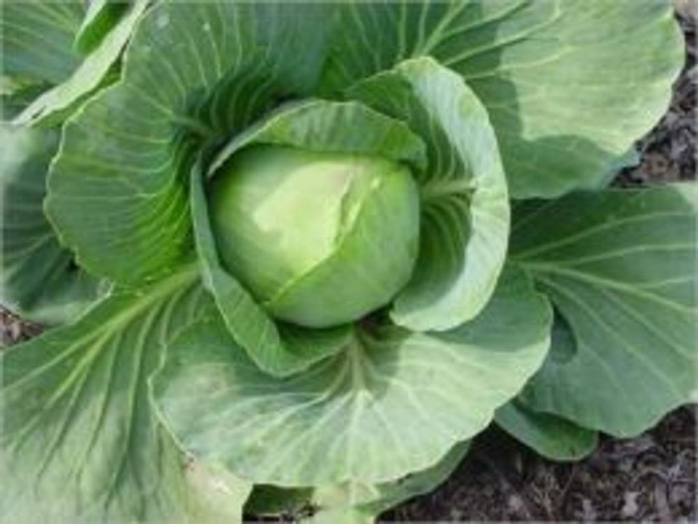 Big bigCover of A Crash Course on How to Grow Cabbage