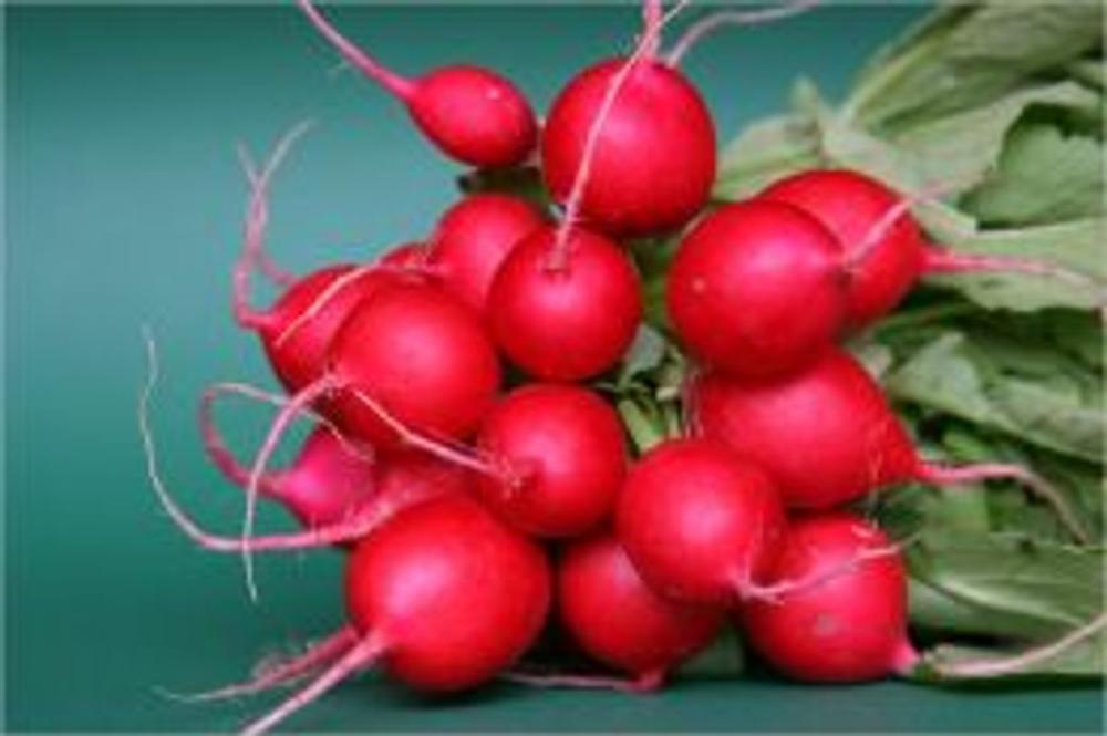 Big bigCover of A Crash Course on How to Grow Radishes