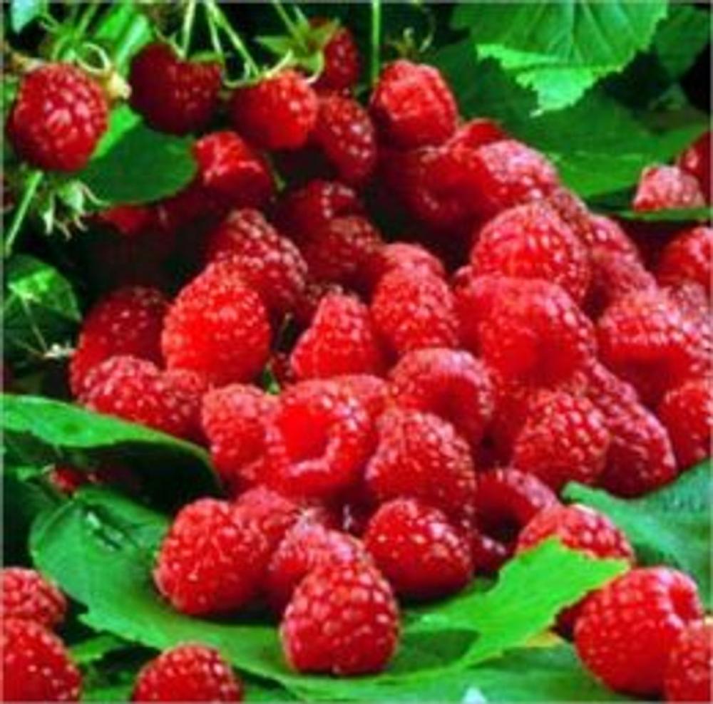 Big bigCover of A Crash Course on How to Grow Raspberries