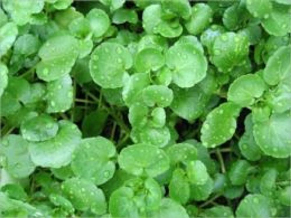 Big bigCover of A Crash Course on How to Grow Watercress