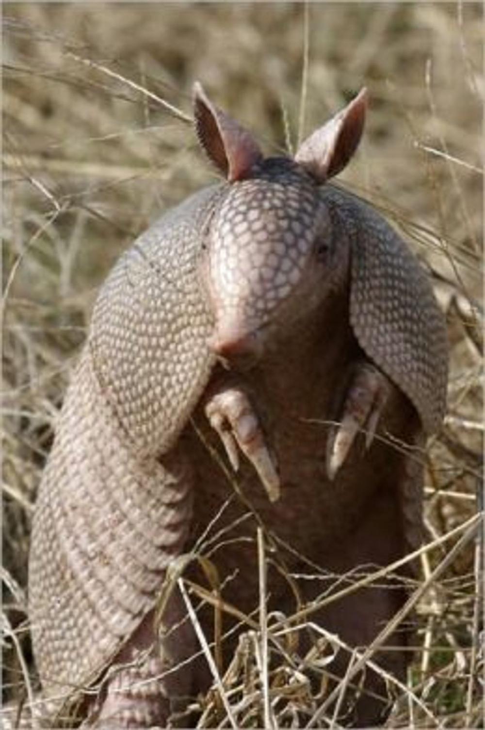 Big bigCover of A Quick and Easy Guide on How to Get Rid of Armadillos