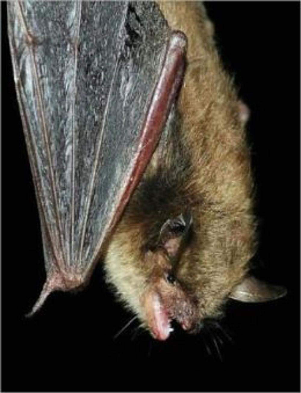 Big bigCover of A Quick and Easy Guide on How to Get Rid of Bats