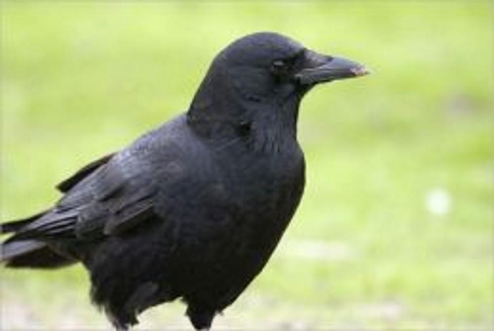 Big bigCover of A Quick and Easy Guide on How to Get Rid of Crows