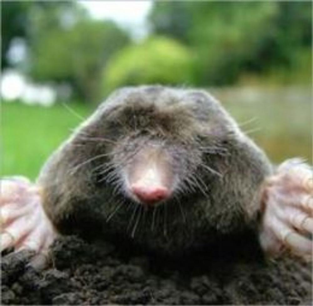 Big bigCover of A Quick and Easy Guide on How to Get Rid of Moles