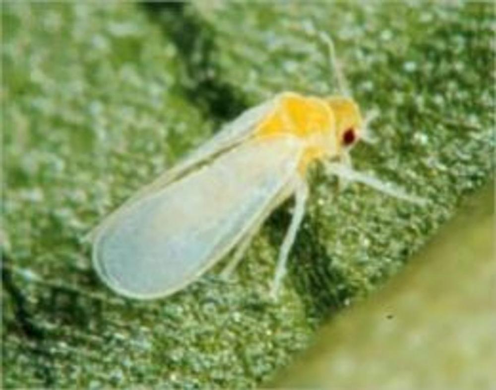 Big bigCover of A Quick and Easy Guide on How to Get Rid of Whiteflies