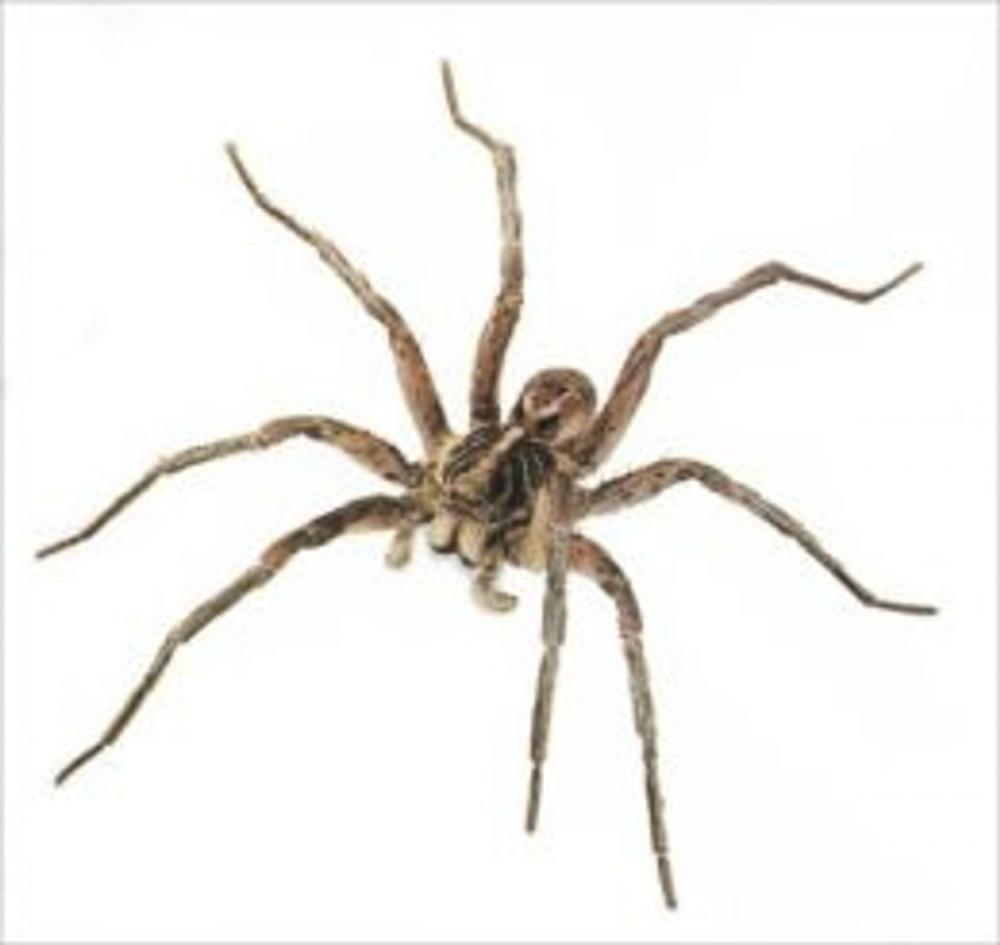 Big bigCover of A Quick and Easy Guide on How to Get Rid of Wolf Spiders