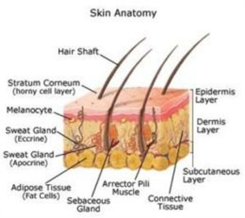 Big bigCover of An Informative Guide About Basal Cell Carcinoma