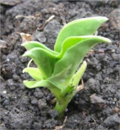 Cover of the book A Crash Course on How to Grow Beans by Linda Cooper, Axel Publishing