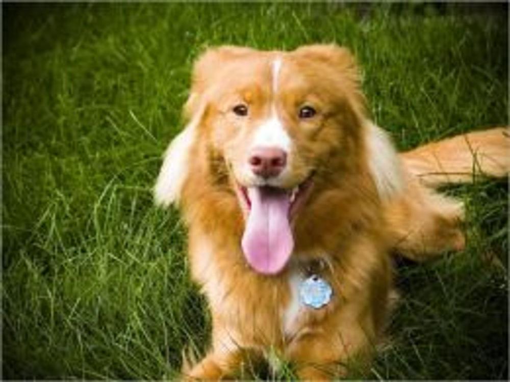 Big bigCover of A Beginners Guide to Nova Scotia Duck Tolling Retrievers