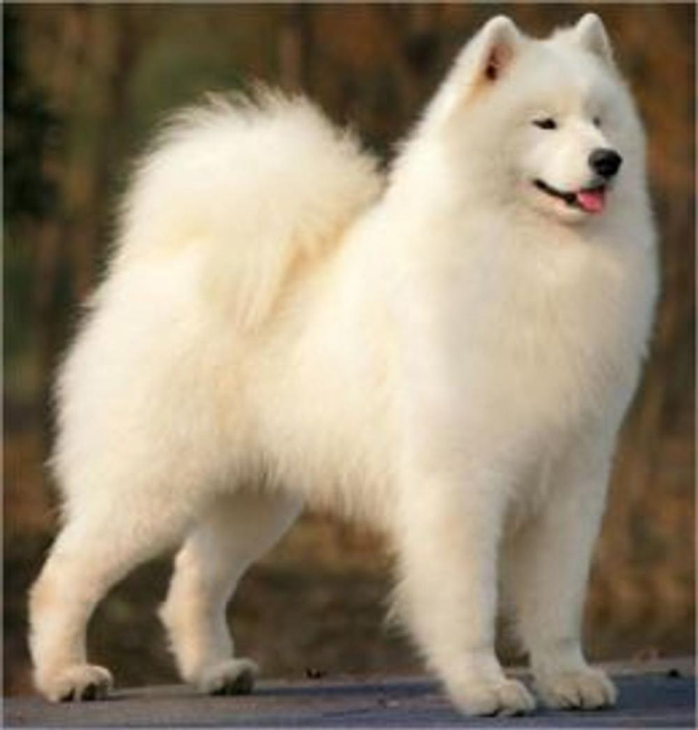 Big bigCover of Samoyeds for Beginners