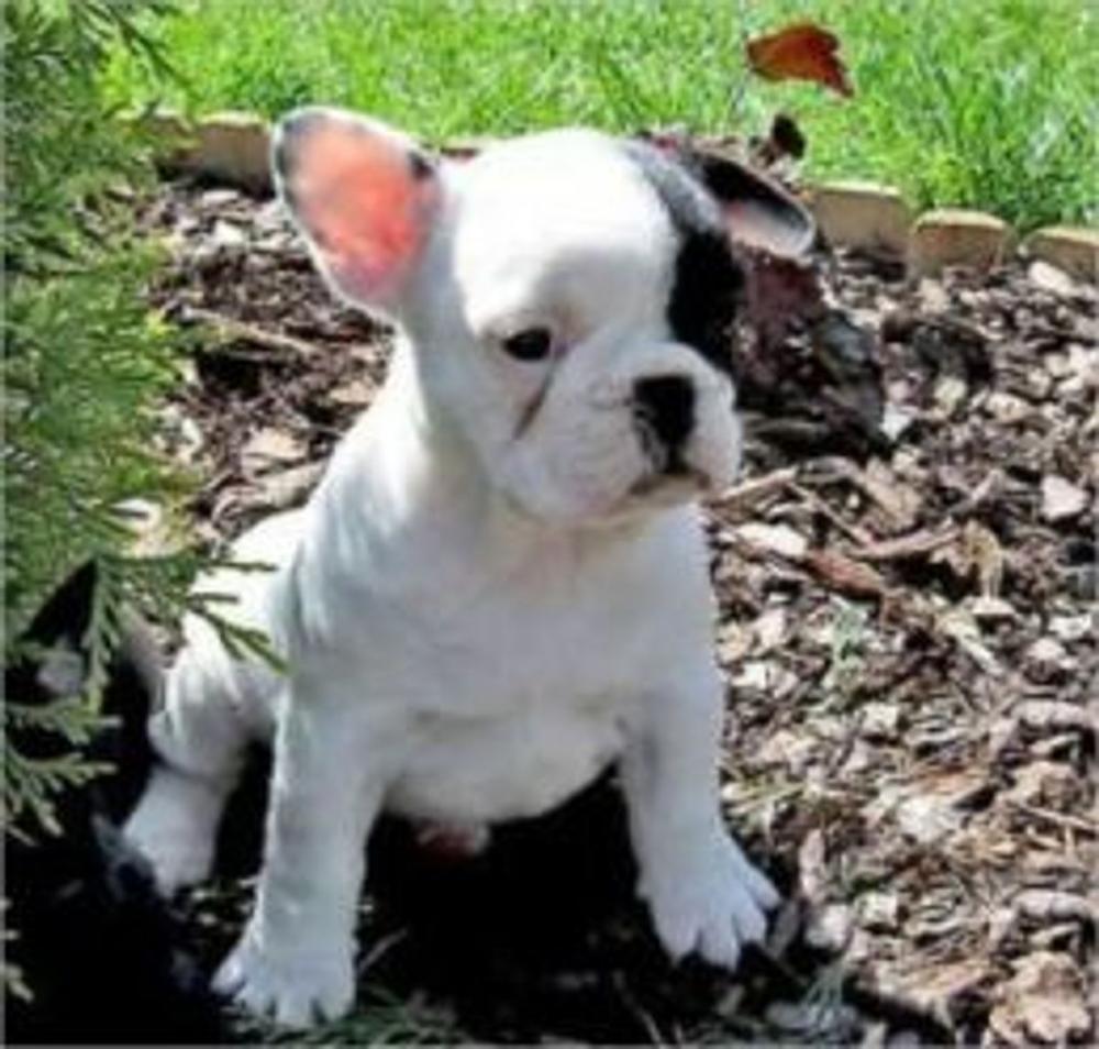 Big bigCover of The Essential Guide to Owning and Raising French Bulldogs