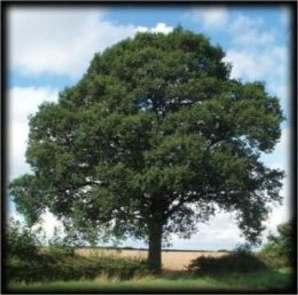 Big bigCover of How to Grow an Oak Tree