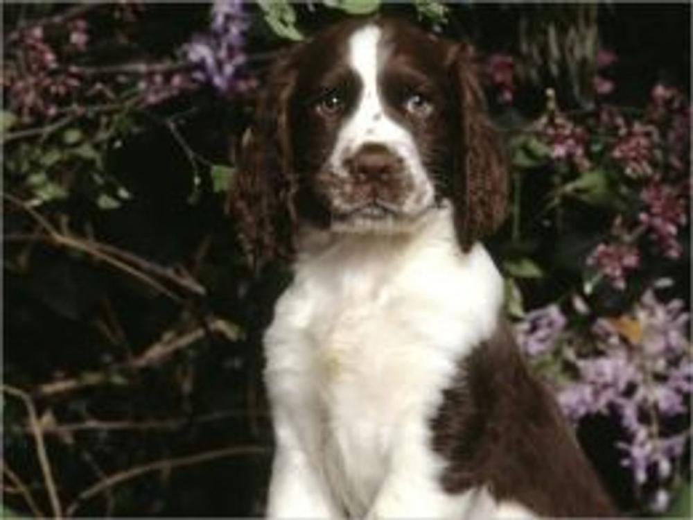 Big bigCover of English Springer Spaniels for Beginners