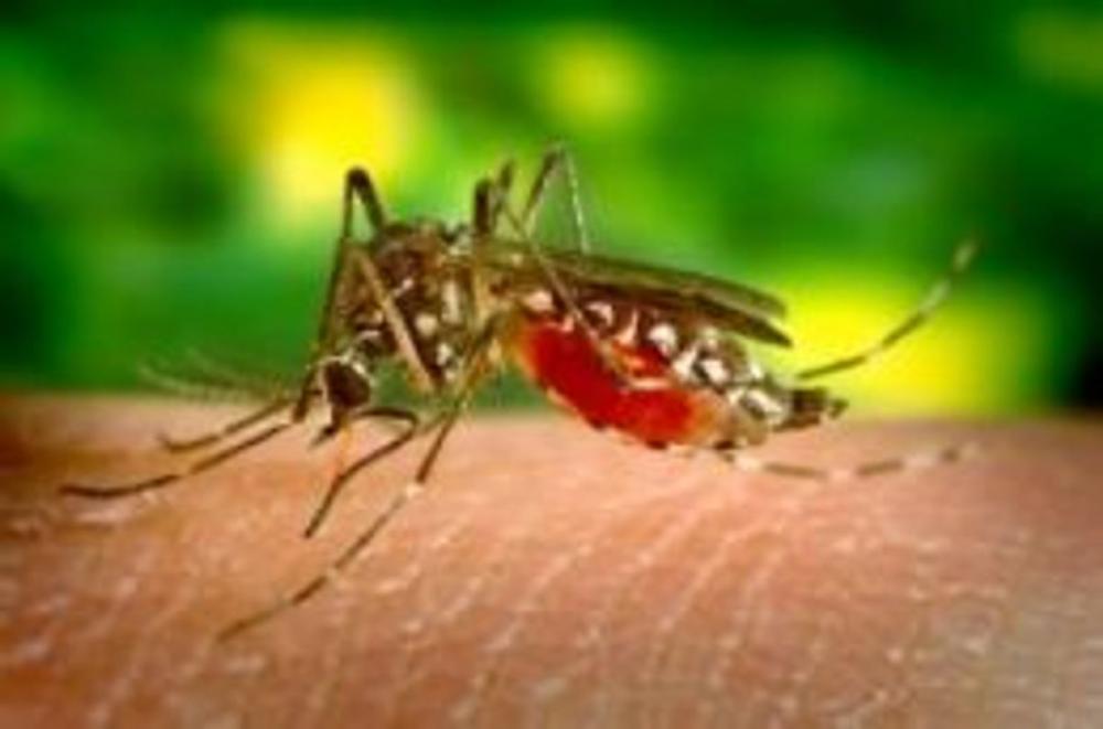 Big bigCover of Yellow Fever: Causes, Symptoms and Treatments