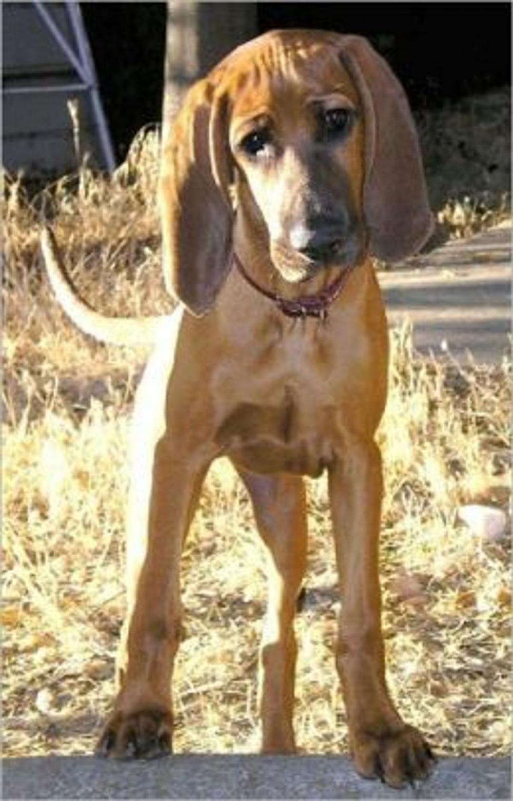 Big bigCover of Redbone Coonhounds for Beginners