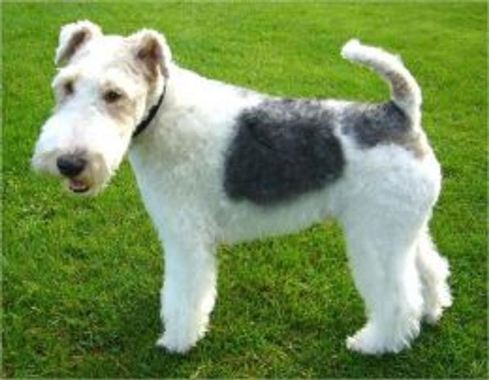 Big bigCover of Wire Fox Terriers for Beginners