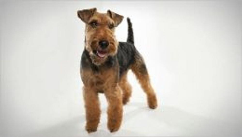 Big bigCover of Welsh Terriers for Beginners