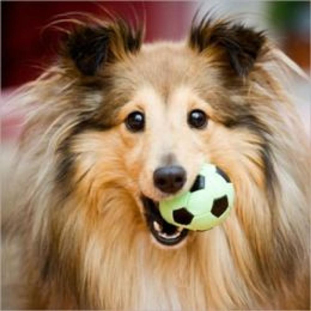 Big bigCover of A Beginners Guide to Shetland Sheepdogs