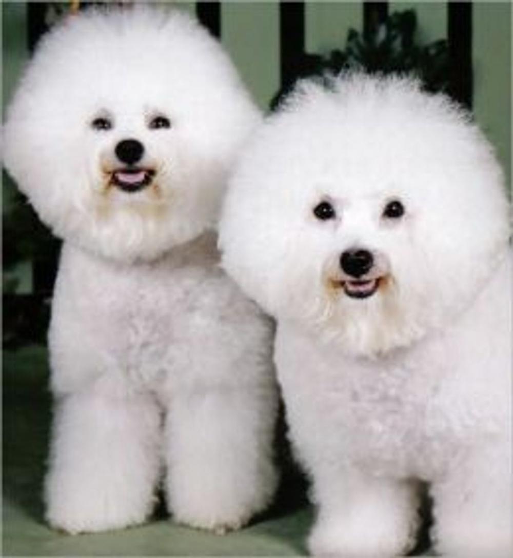 Big bigCover of Bichon Frise for Beginners