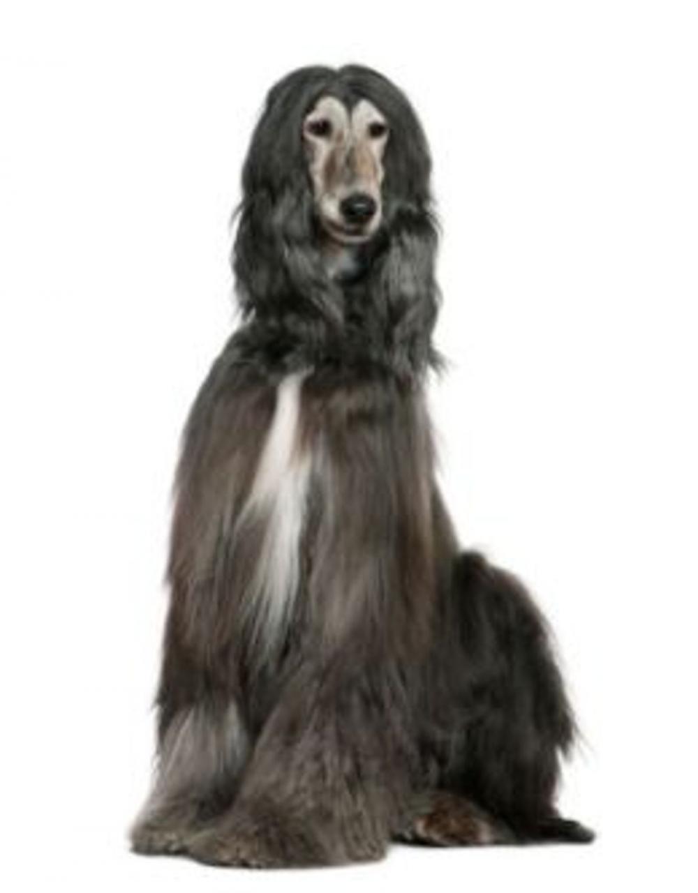 Big bigCover of A Beginners Guide to Afghan Hounds