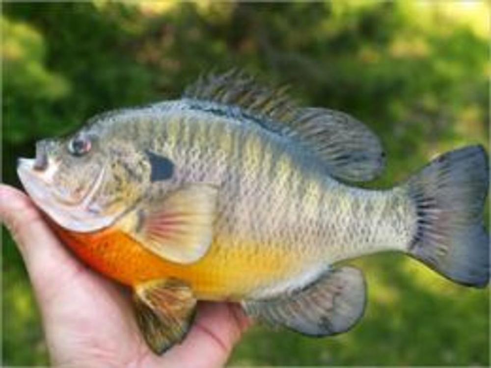 Big bigCover of A Beginners Guide to Bluegill Fishing