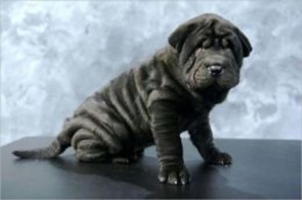 Big bigCover of A Beginners Guide to Chinese Shar-Peis