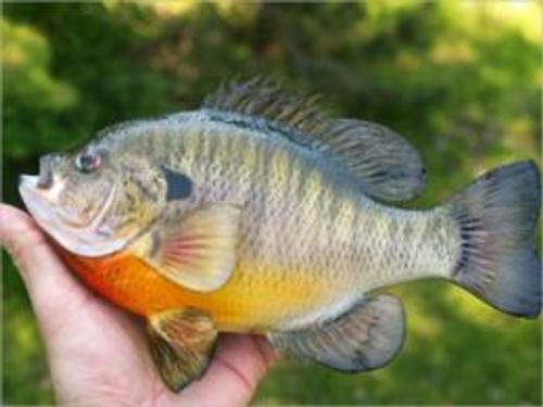 Cover of the book A Beginners Guide to Bluegill Fishing by Reema McGinnity, Axel Publishing