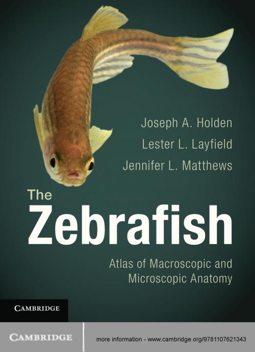 Cover of the book The Zebrafish by Jennifer L. Matthews, Joseph A. Holden, Lester L. Layfield, Cambridge University Press