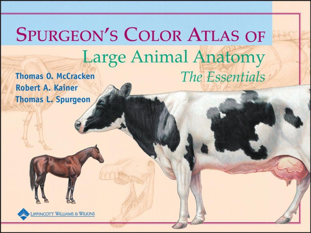 Big bigCover of Spurgeon's Color Atlas of Large Animal Anatomy