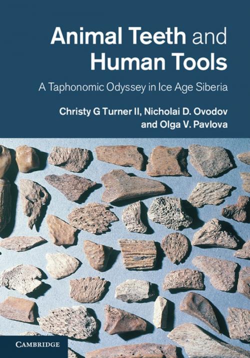 Cover of the book Animal Teeth and Human Tools by Christy G. Turner II, Nicolai D. Ovodov, Olga V. Pavlova, Cambridge University Press