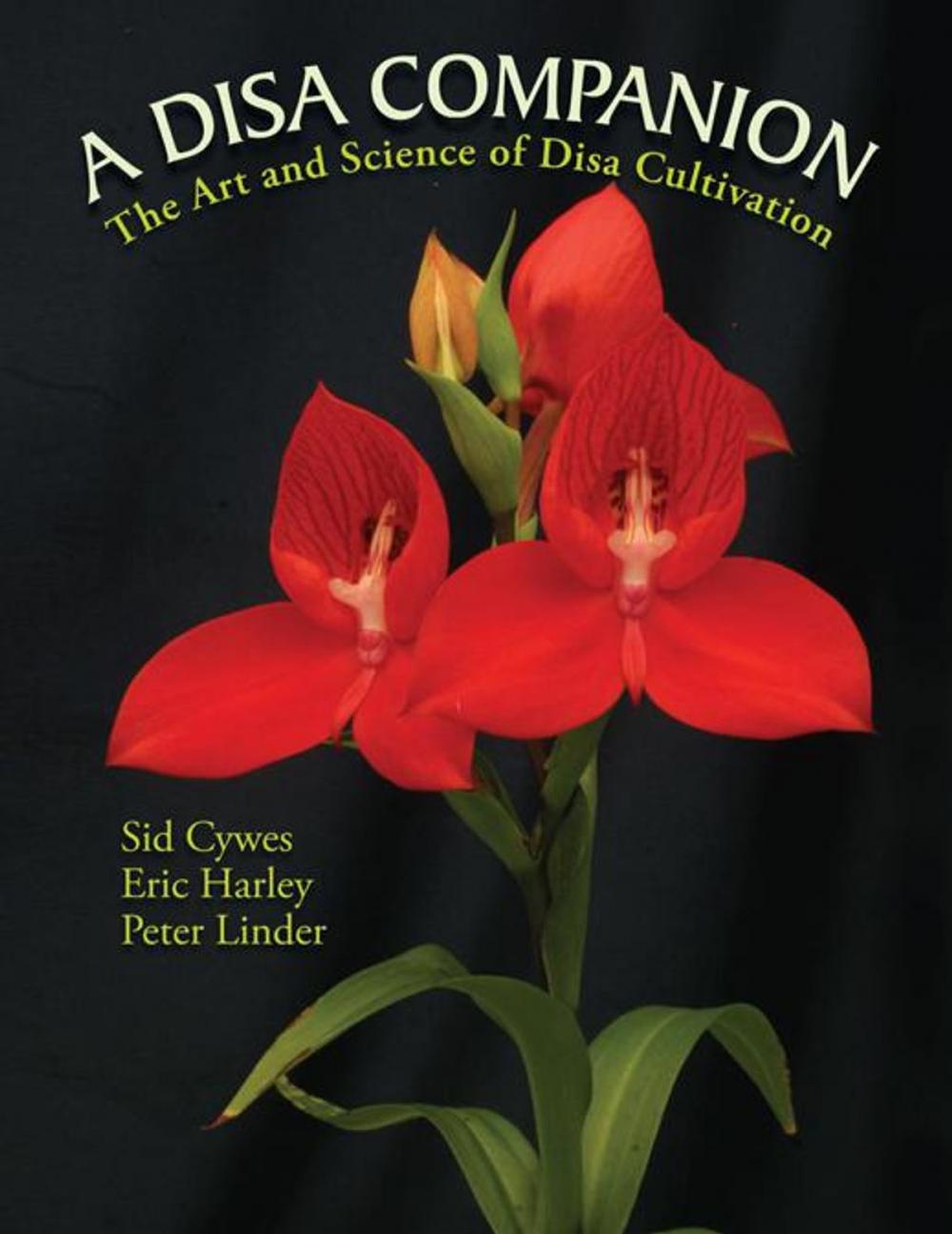 Big bigCover of A Disa Companion