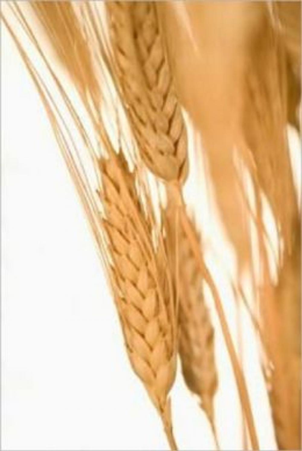 Big bigCover of An Informative Guide About Wheat Allergies