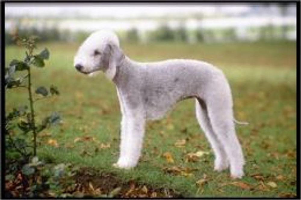 Big bigCover of Bedlington Terriers for Beginners