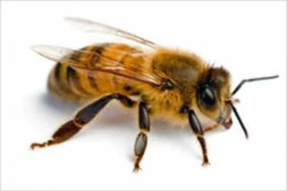 Big bigCover of Bee sting Treatments for Beginners