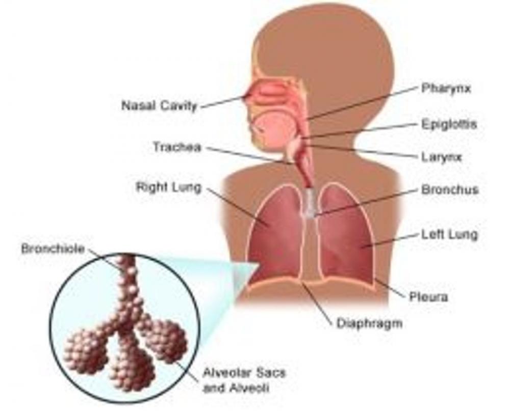 Big bigCover of Bronchiolitis: Causes, Symptoms and Treatments