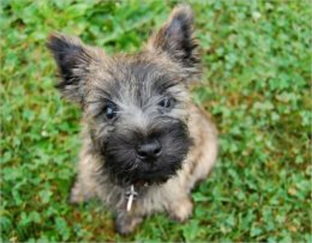 Big bigCover of Cairn Terriers for Beginners