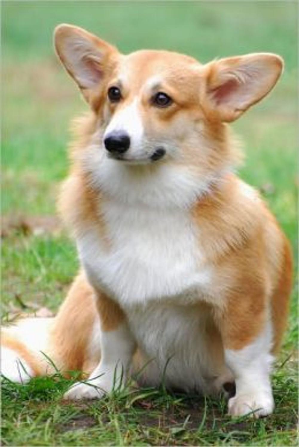 Big bigCover of Cardigan Welsh Corgis for Beginners