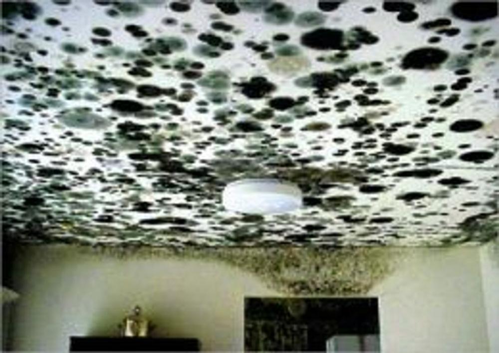 Big bigCover of Getting Rid of Black Mold