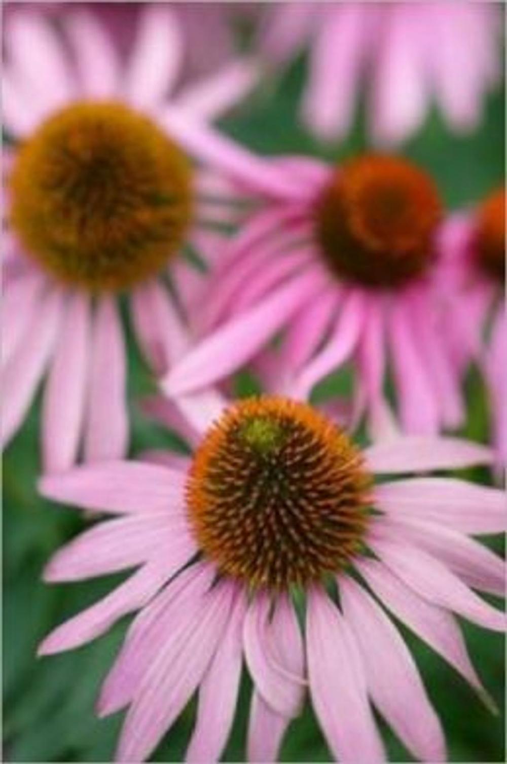 Big bigCover of Growing Echinacea For Beginners