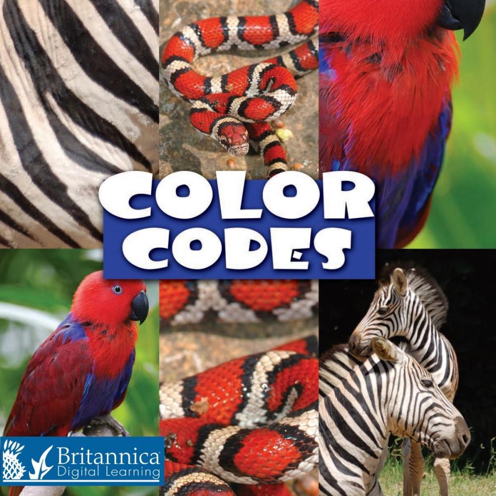 Big bigCover of Color Codes