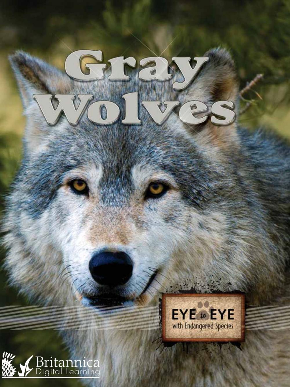 Big bigCover of Gray Wolves