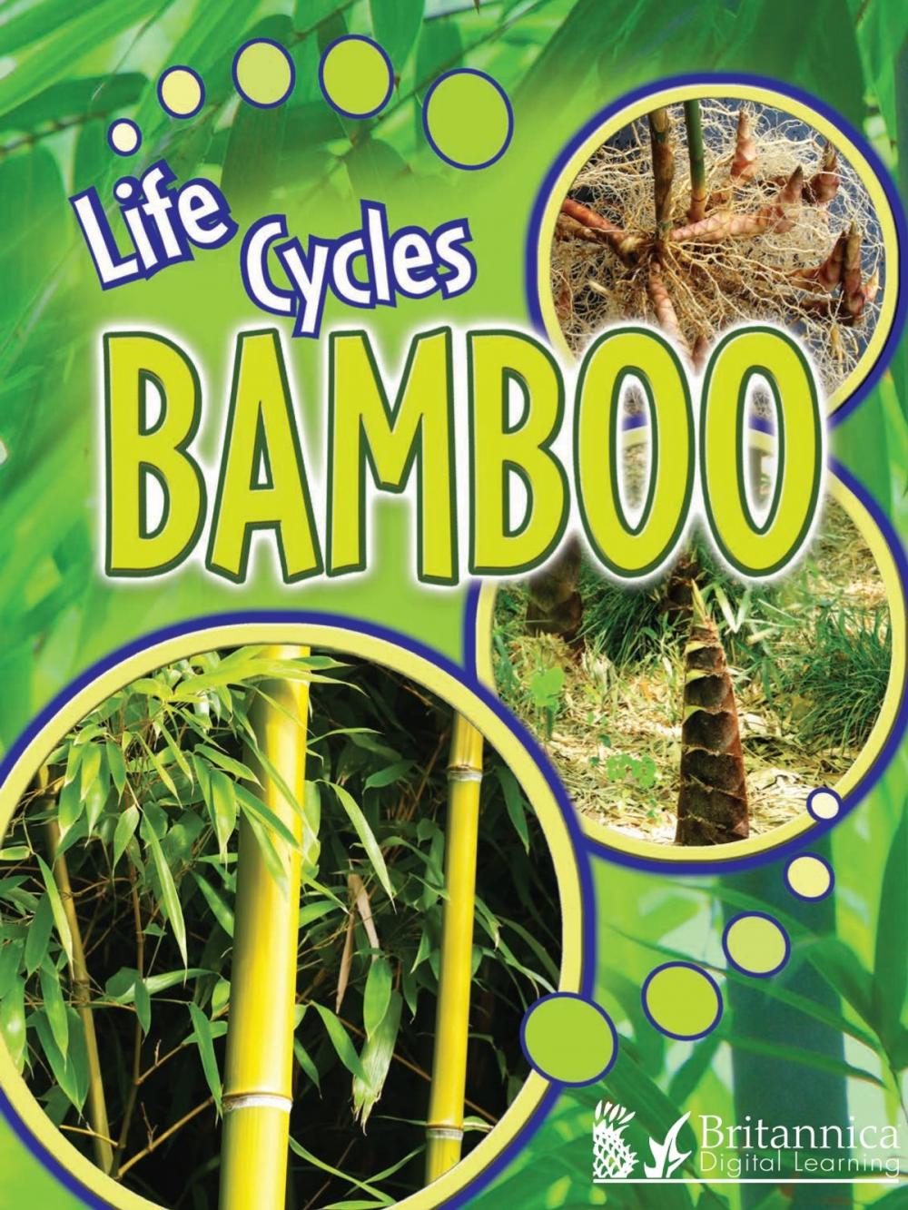 Big bigCover of Bamboo