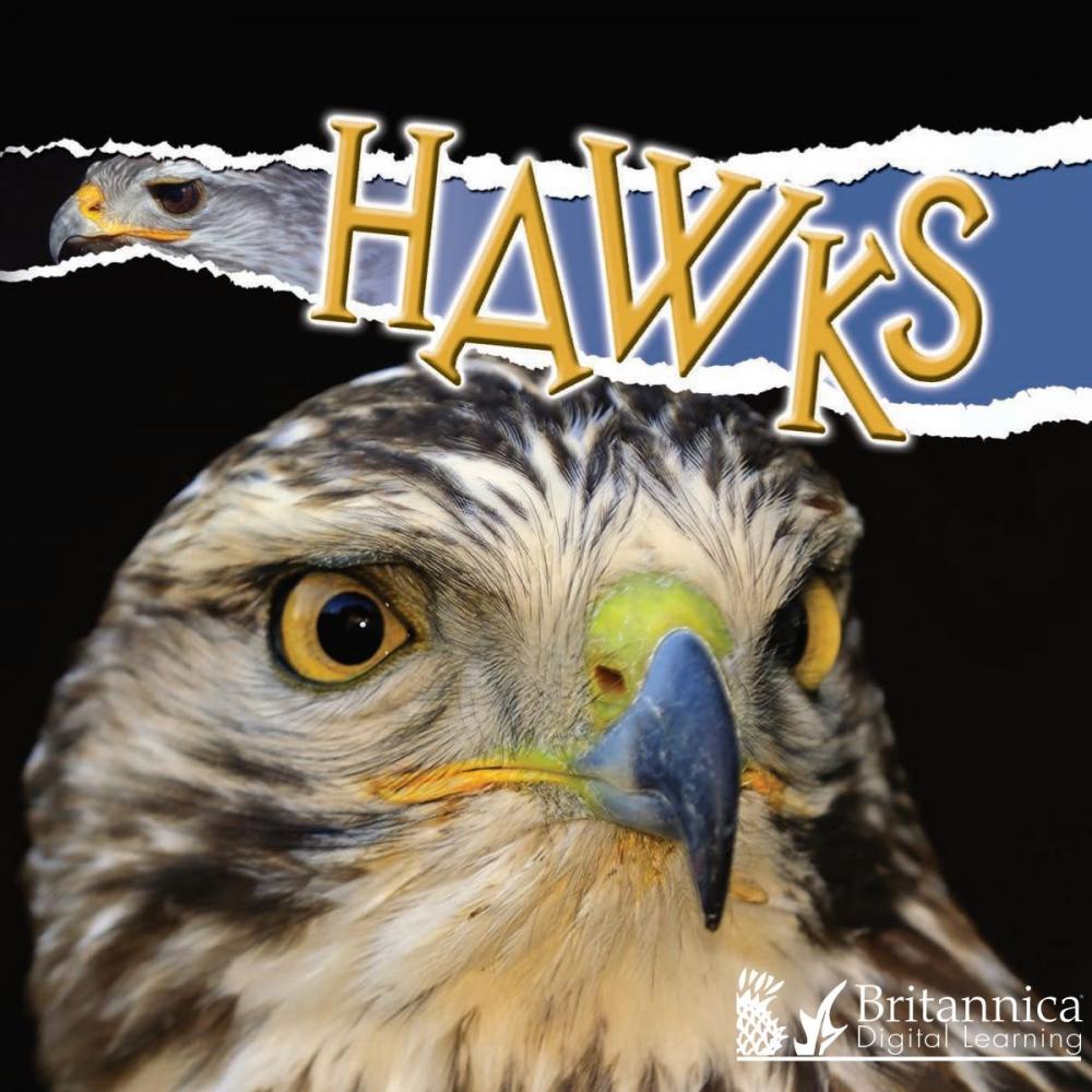 Big bigCover of Hawks