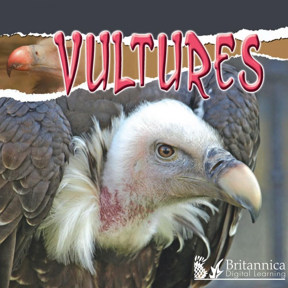 Big bigCover of Vultures