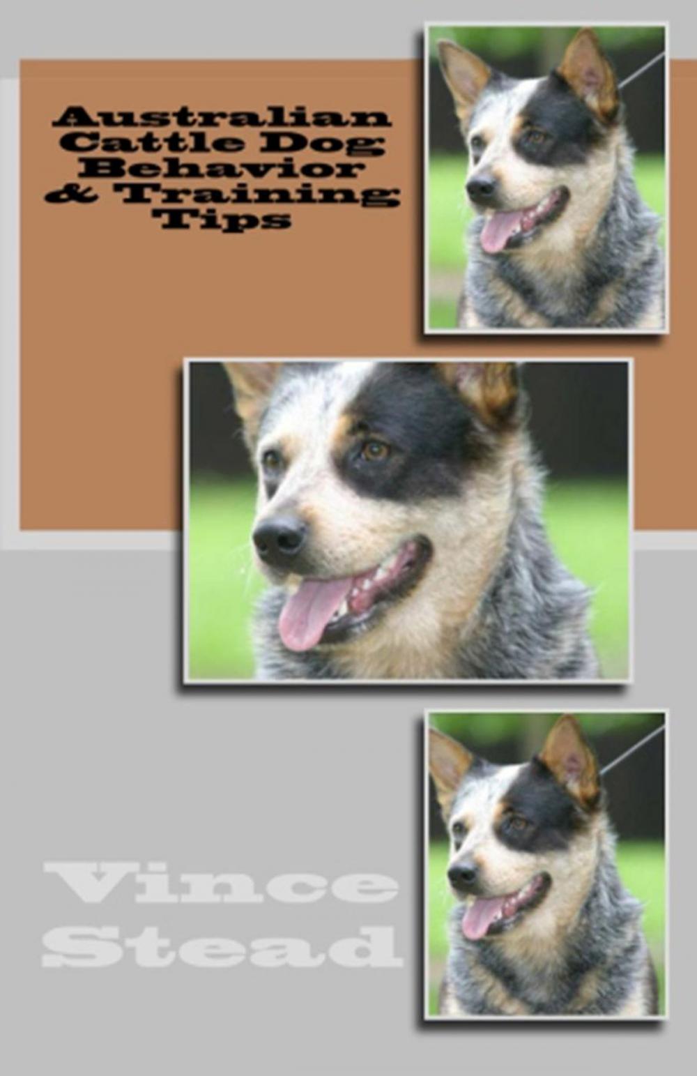 Big bigCover of Australian Cattle Dog Behavior & Training Tips